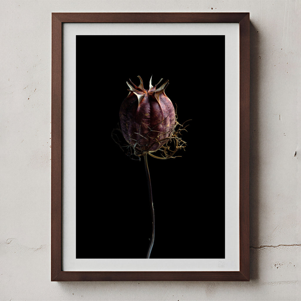 Tirage d'art Macro Life 7: capsule de graines séchée, pourpre lie-de-vin profond, sur fond noir, présenté encadré au mur à titre d'illustration. Le cadre n'est pas inclus à l'achat.