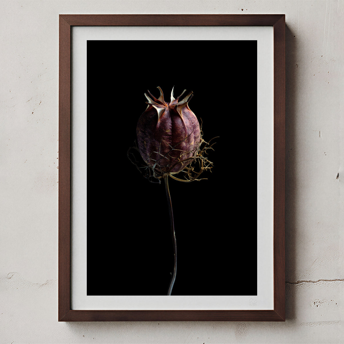Macro Life 7 fine art print: dried seed pod, deep purple-wine, black background, shown framed on a wall for illustration. Frame is not included with purchase.
