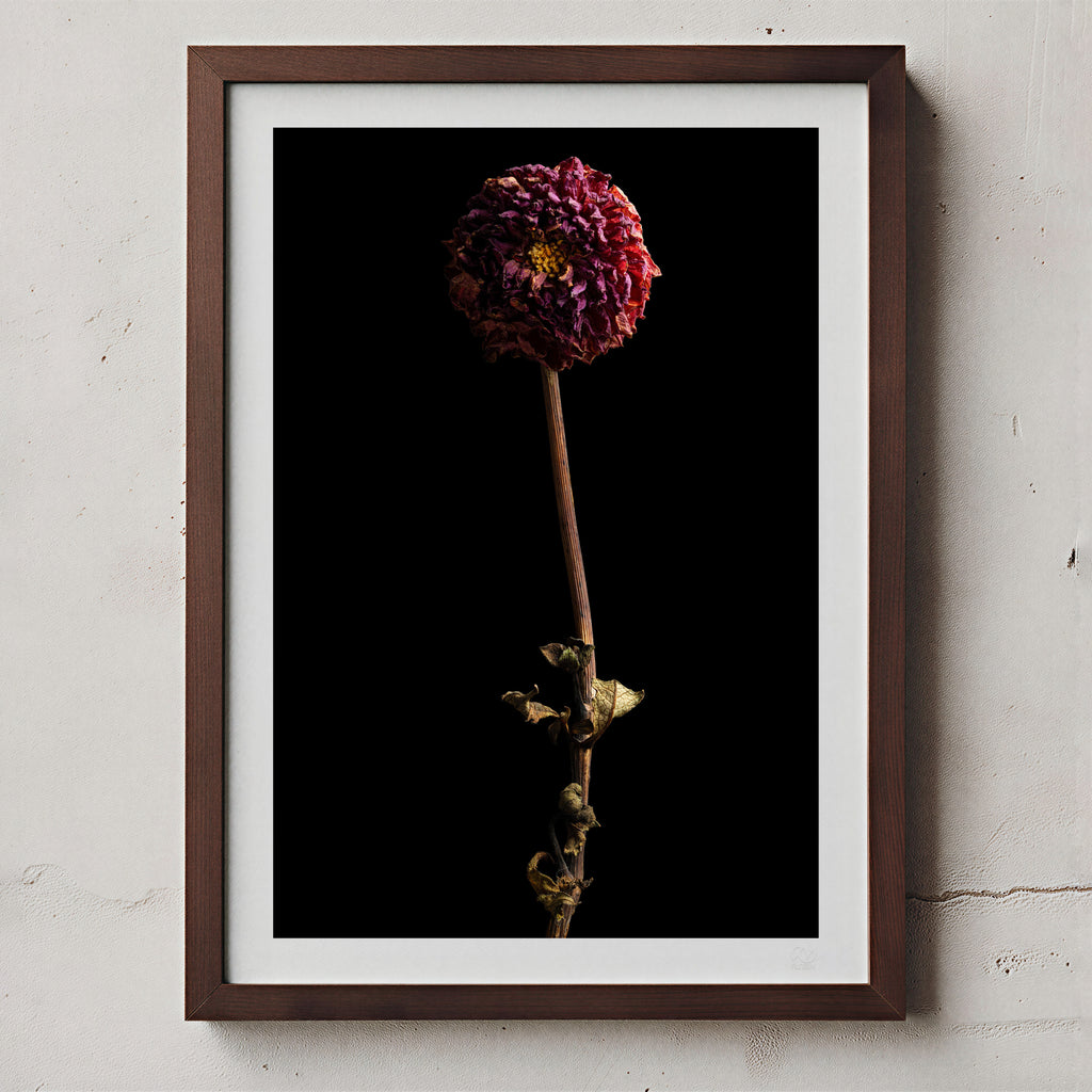 Macro Life 8 fine art print: small dried dahlia, deep raspberry, black background, shown framed on a wall for illustration. Frame is not included with purchase.