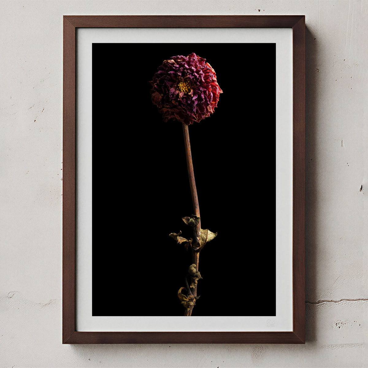 Macro Life 8 fine art print: small dried dahlia, deep raspberry, black background, shown framed on a wall for illustration. Frame is not included with purchase.