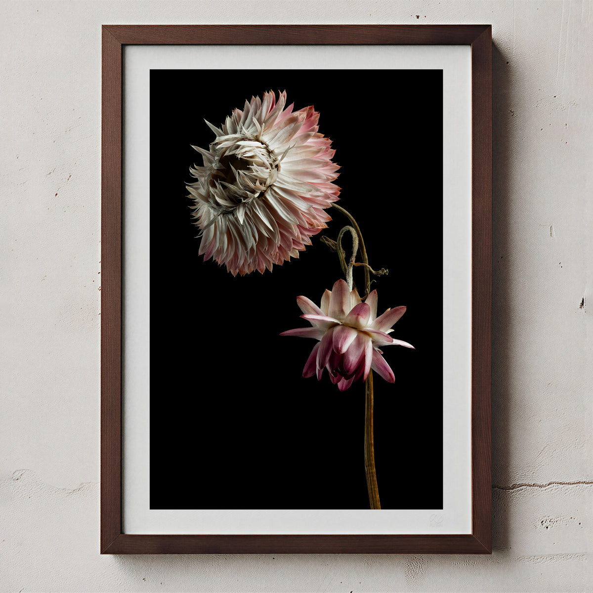 Macro Life 9 fine art print: two dried flowers on intertwined stems, blush pink and white, black background, shown framed on a wall for illustration. Frame is not included with purchase.