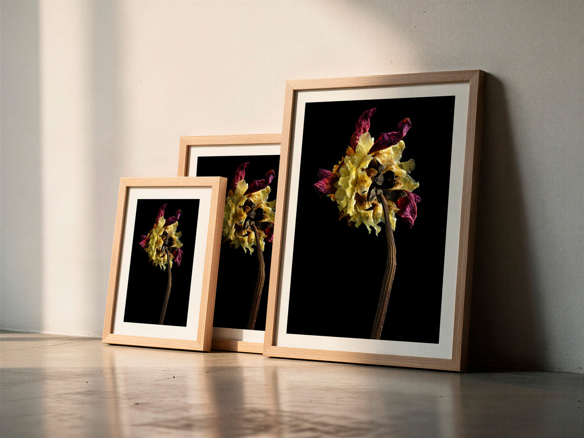 Macro Life 1 fine art print: dried dahlia, deep crimson and cream-yellow petals, black background, shown framed in three sizes for illustration. Frame is not included with purchase.
