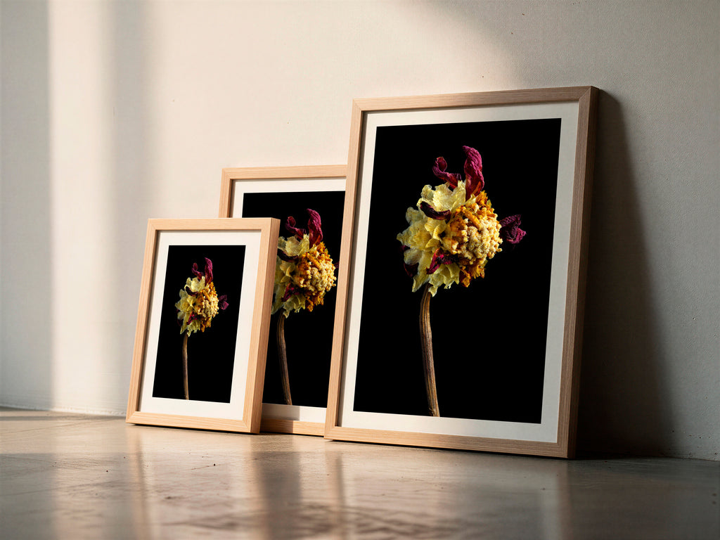 Macro Life 2 fine art print: dried dahlia, exploded mustard-yellow centre and burgundy remaining petals, black background, shown framed in three sizes for illustration. Frame is not included with purchase.