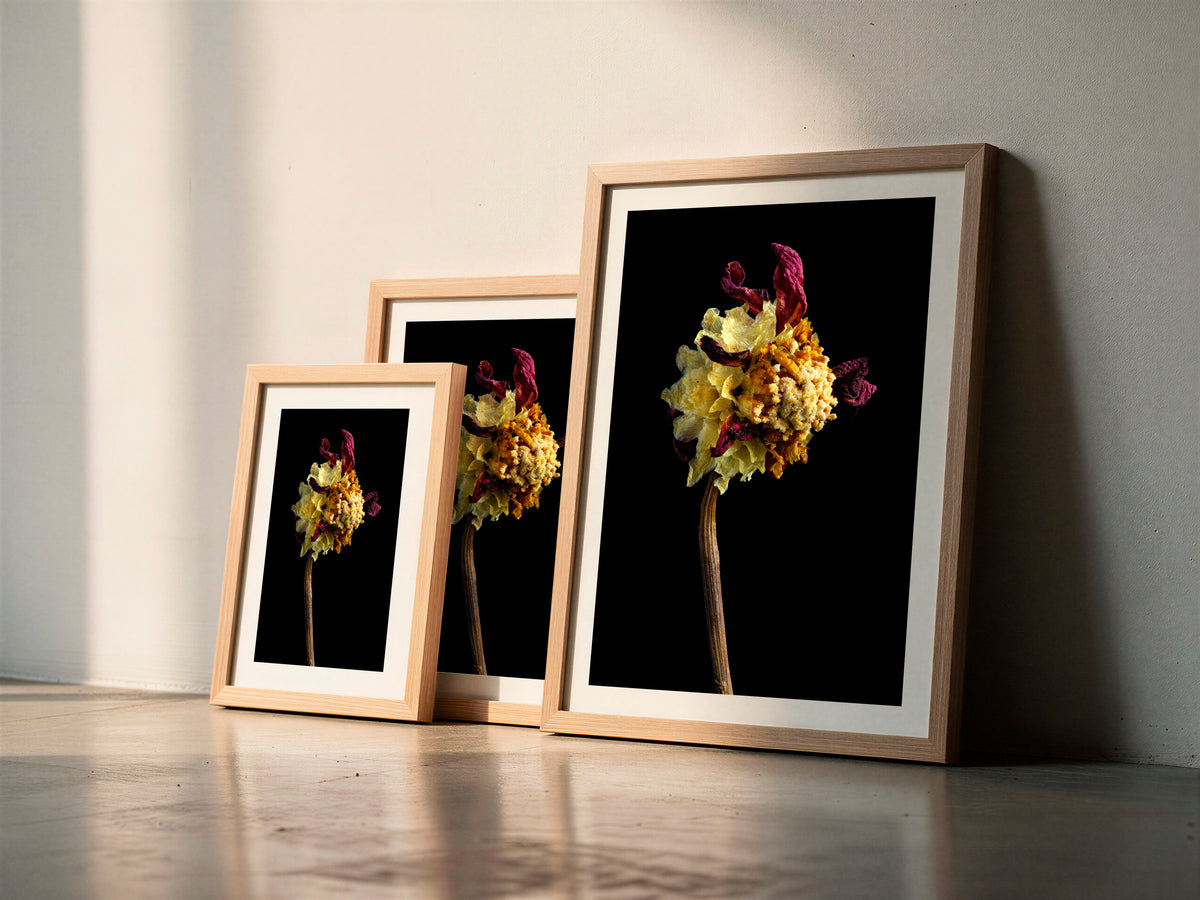 Macro Life 2 fine art print: dried dahlia, exploded mustard-yellow centre and burgundy remaining petals, black background, shown framed in three sizes for illustration. Frame is not included with purchase.