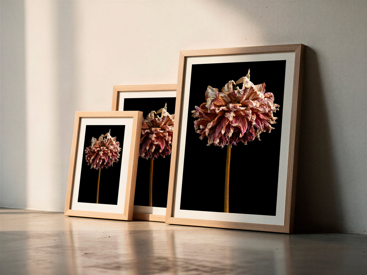 Macro Life 3 fine art print: large dried dahlia, rose and cream petals, black background, shown framed in three sizes for illustration. Frame is not included with purchase.
