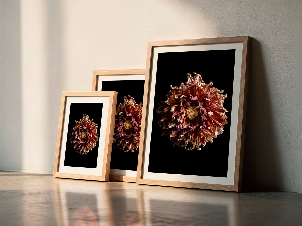 Macro Life 4 fine art print: dried dahlia, burgundy, purple and cream tones, black background, shown framed in three sizes for illustration. Frame is not included with purchase.