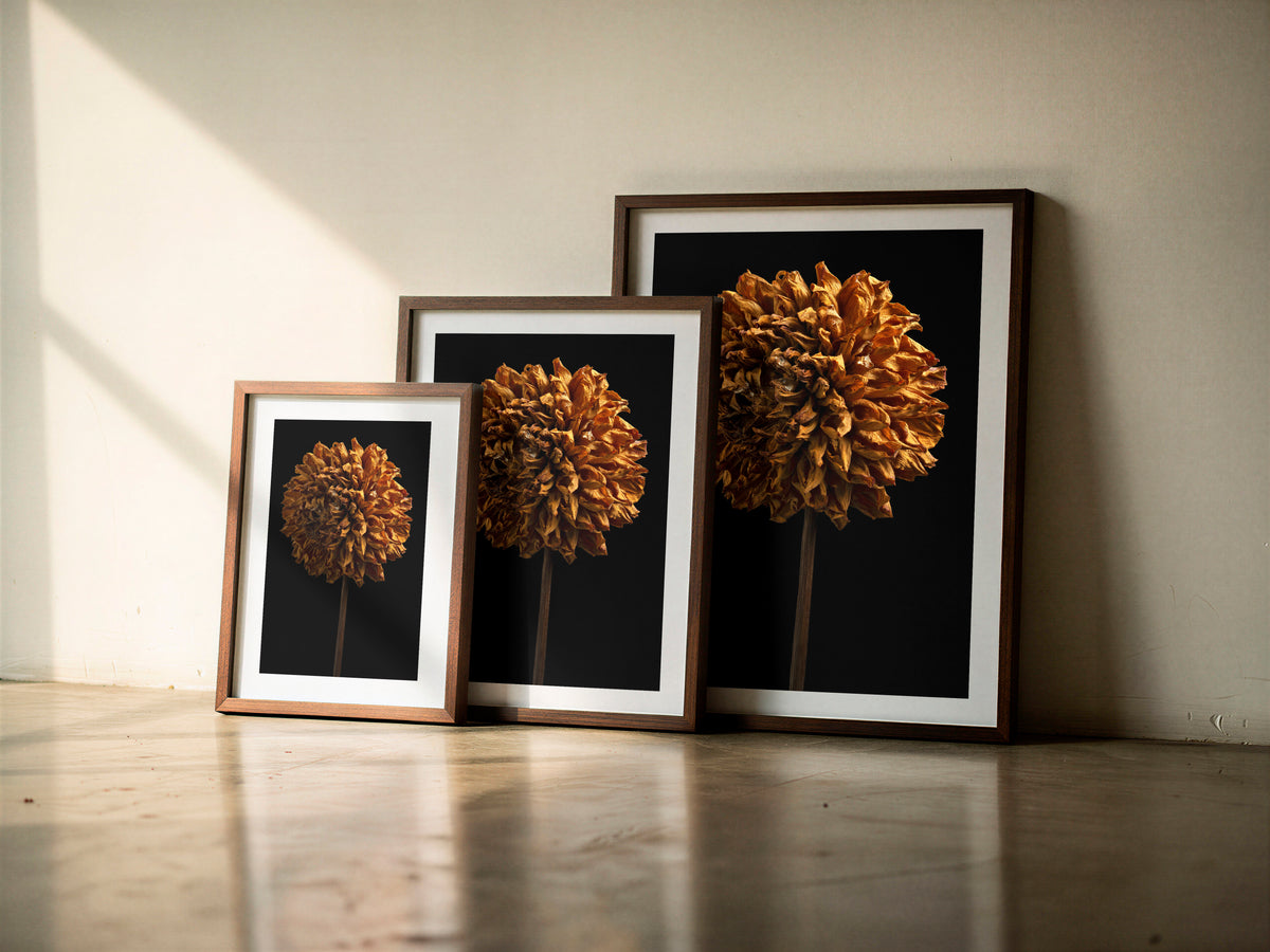 Macro Life 5 fine art print: large spherical dried dahlia, amber-orange tones, black background, shown framed in three sizes for illustration. Frame is not included with purchase.