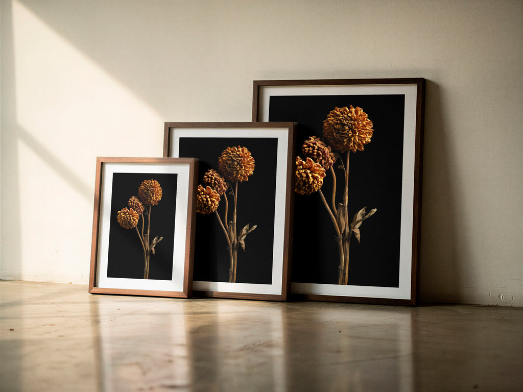 Macro Life 6 fine art print: three dried dahlias on branched stem, amber and orange tones, black background, shown framed in three sizes for illustration. Frame is not included with purchase.
