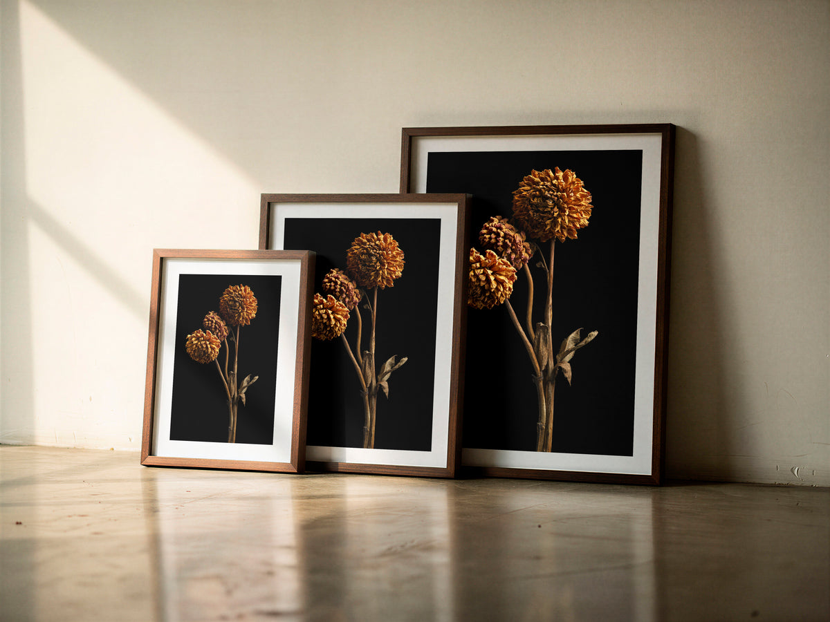 Macro Life 6 fine art print: three dried dahlias on branched stem, amber and orange tones, black background, shown framed in three sizes for illustration. Frame is not included with purchase.