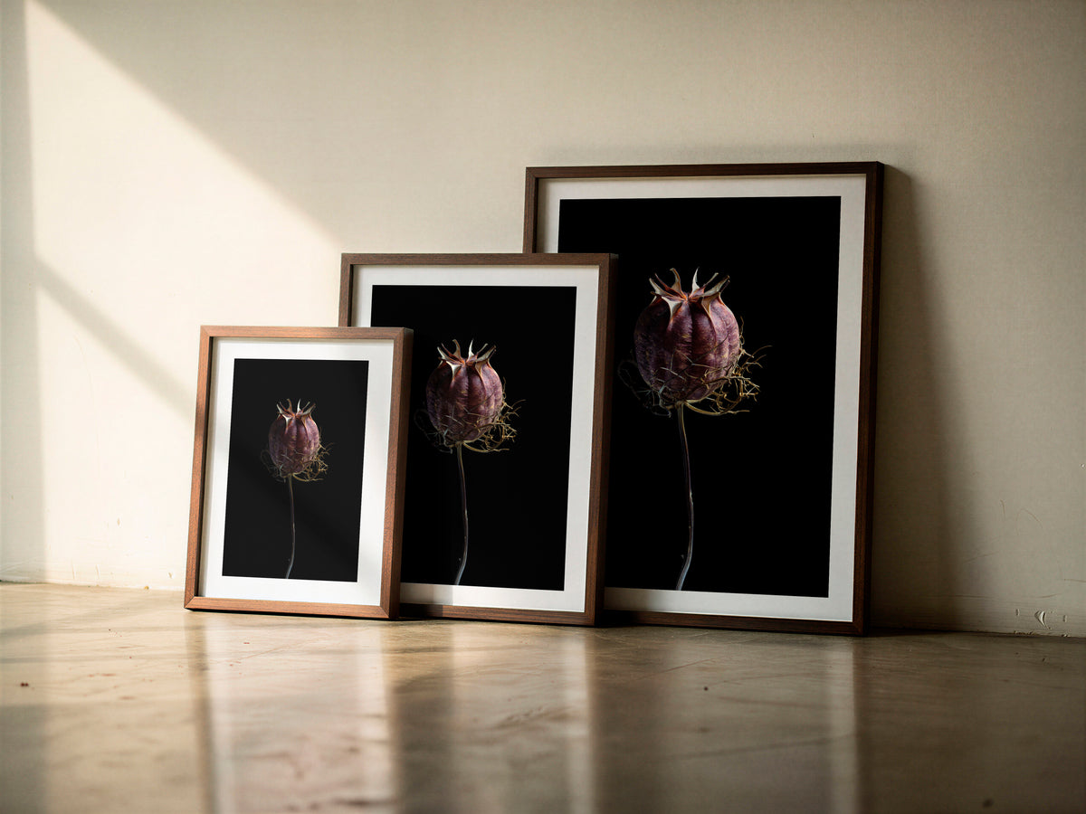Tirage d'art Macro Life 7: capsule de graines séchée, pourpre lie-de-vin profond, sur fond noir, présenté encadré en trois formats à titre d'illustration. Le cadre n'est pas inclus à l'achat.
