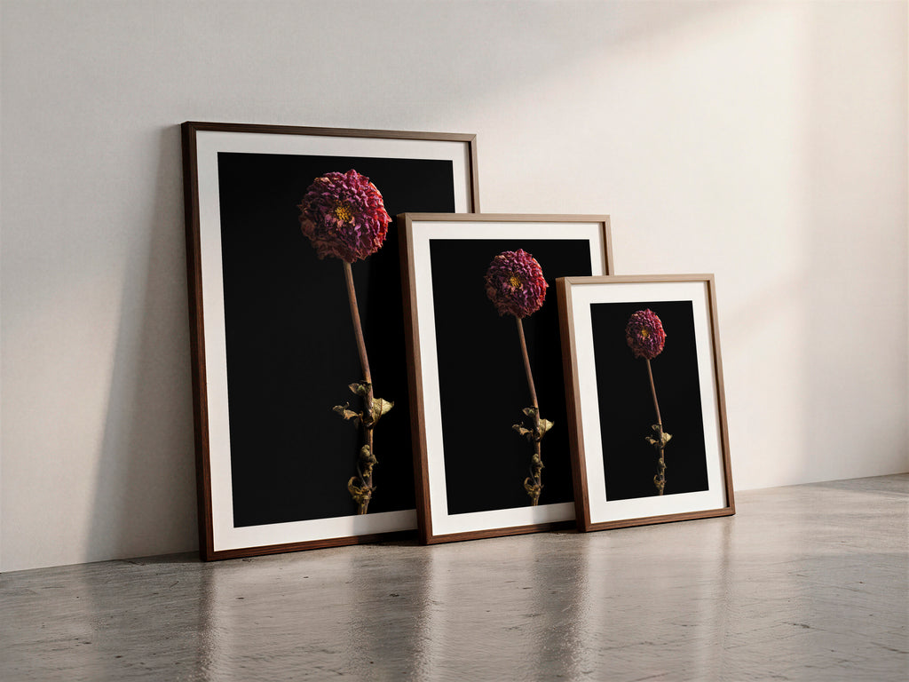 Macro Life 8 fine art print: small dried dahlia, deep raspberry, black background, shown framed in three sizes for illustration. Frame is not included with purchase.