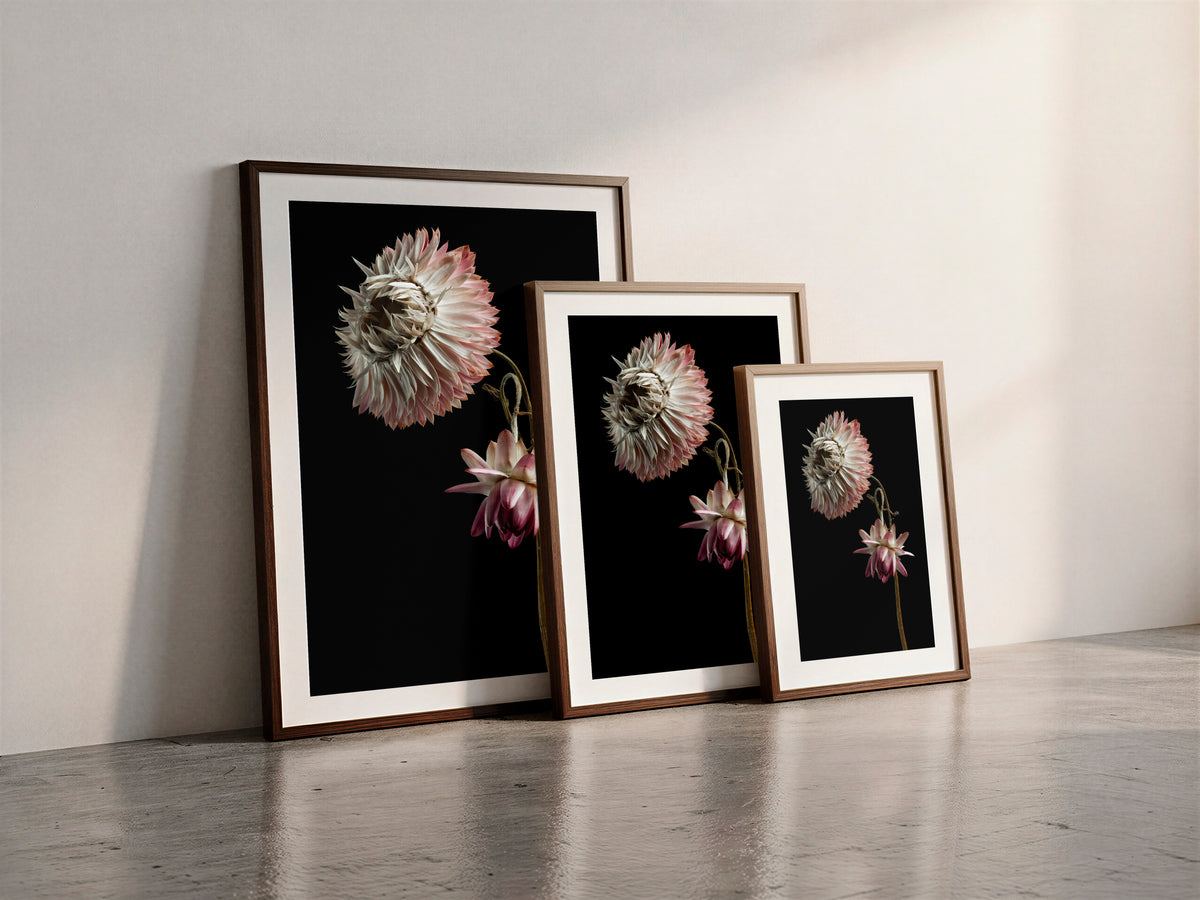 Tirage d'art Macro Life 9: deux fleurs séchées sur des tiges entrelacées, rose poudré et blanc, sur fond noir, présenté encadré en trois formats à titre d'illustration. Le cadre n'est pas inclus à l'achat.
