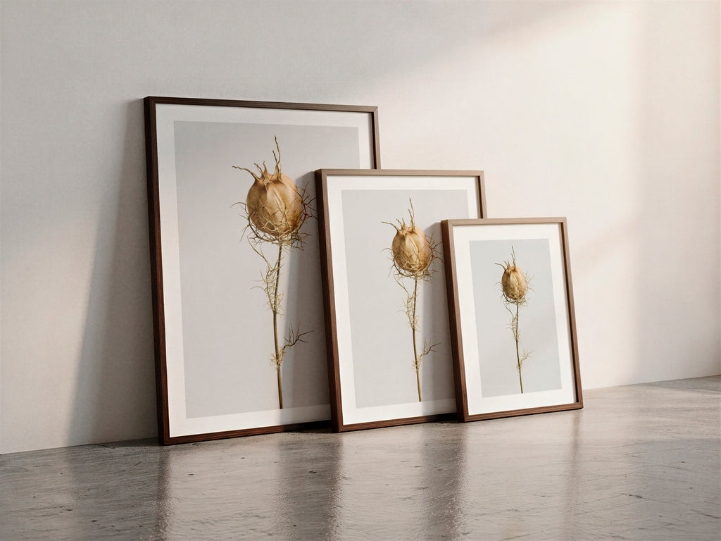Macro Life 10 fine art print: dried Nigella seed pod, web-like filaments, light grey background, shown framed in three sizes for illustration. Frame is not included with purchase.