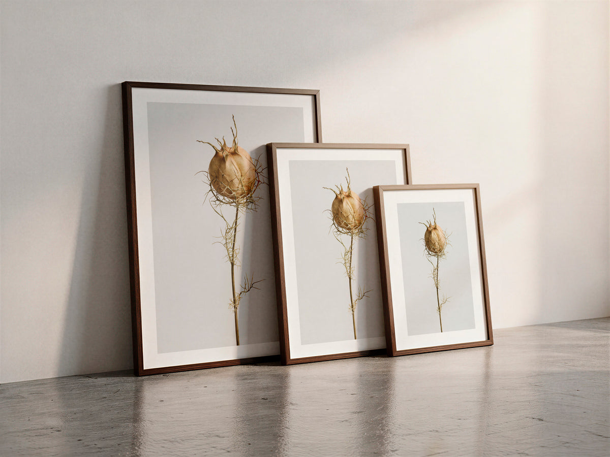 Macro Life 10 fine art print: dried Nigella seed pod, web-like filaments, light grey background, shown framed in three sizes for illustration. Frame is not included with purchase.