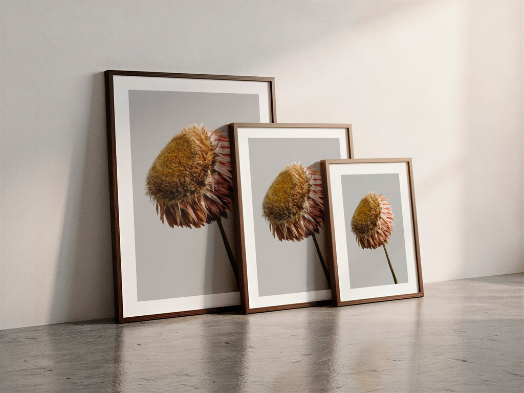 Macro Life 11 fine art print: dried Echinacea cone flower, golden brown centre, blush-pink petals, grey background, shown framed in three sizes for illustration. Frame is not included with purchase.