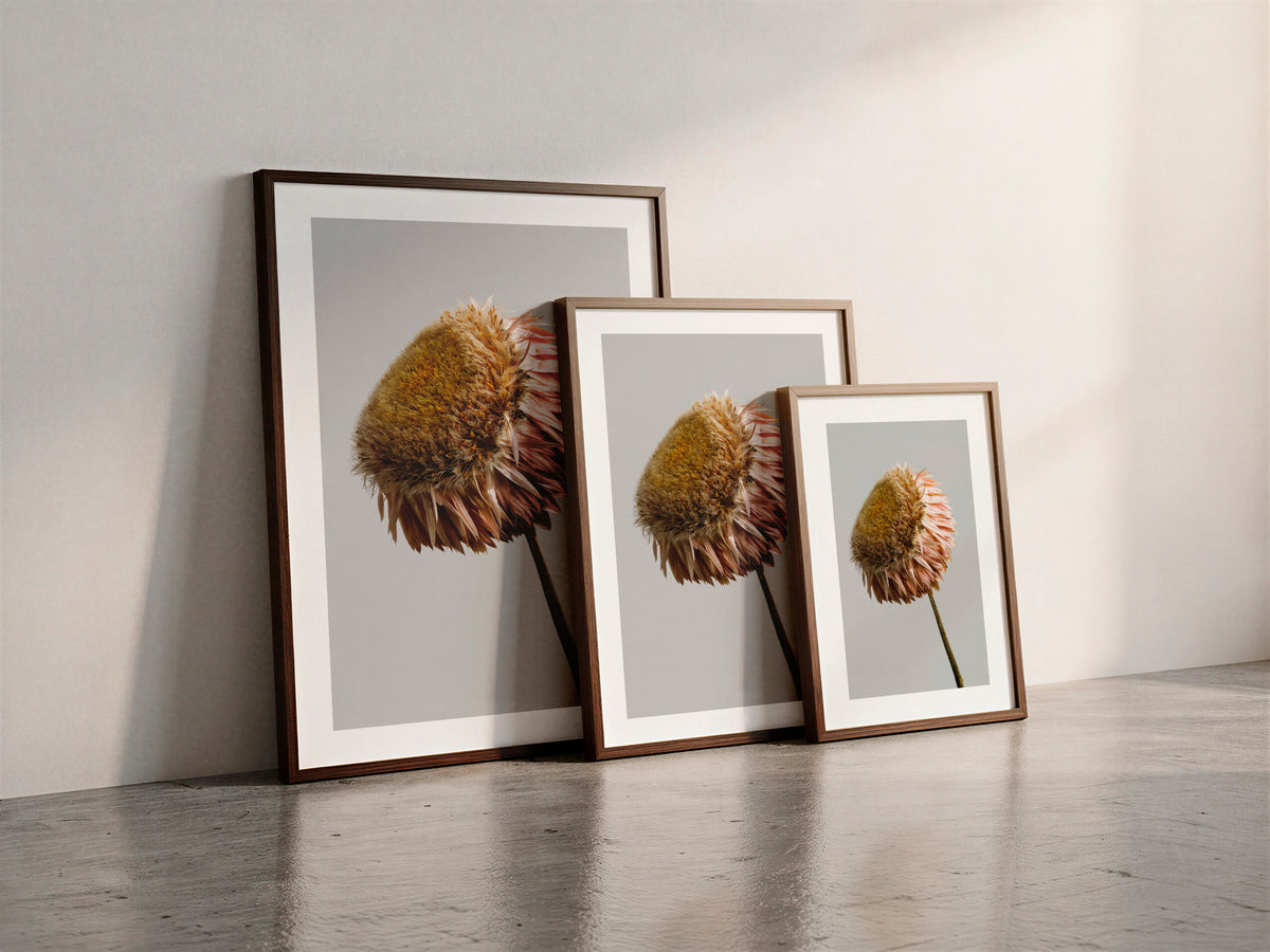 Macro Life 11 fine art print: dried Echinacea cone flower, golden brown centre, blush-pink petals, grey background, shown framed in three sizes for illustration. Frame is not included with purchase.