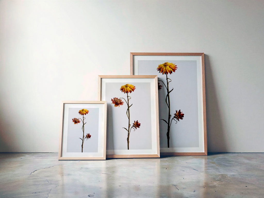 Macro Life 12 fine art print: dried Helichrysum, yellow flower and burgundy blooms, grey background, shown framed in three sizes for illustration. Frame is not included with purchase.