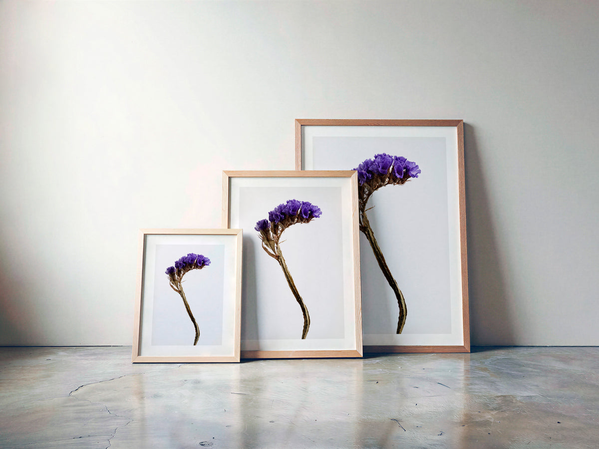 Macro Life 13 fine art print: dried statice, purple-lavender clusters, grey background, shown framed in three sizes for illustration. Frame is not included with purchase.