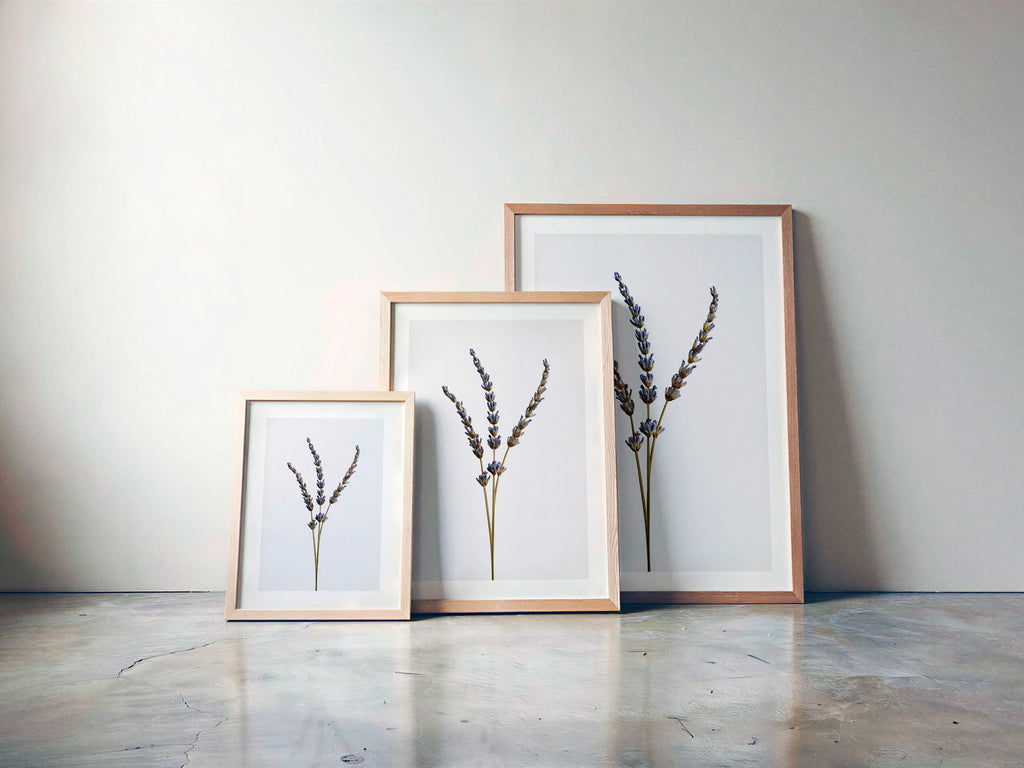 Macro Life 14 fine art print: three dried lavender stems, light grey background, shown framed in three sizes for illustration. Frame is not included with purchase.
