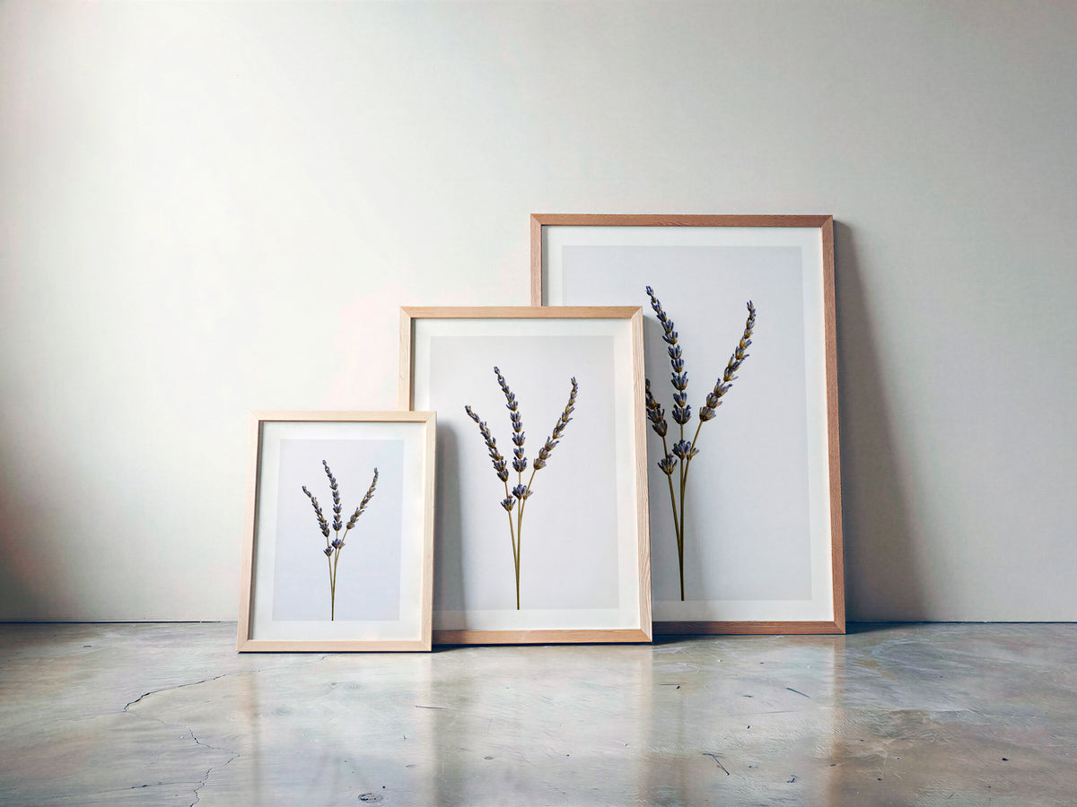 Macro Life 14 fine art print: three dried lavender stems, light grey background, shown framed in three sizes for illustration. Frame is not included with purchase.