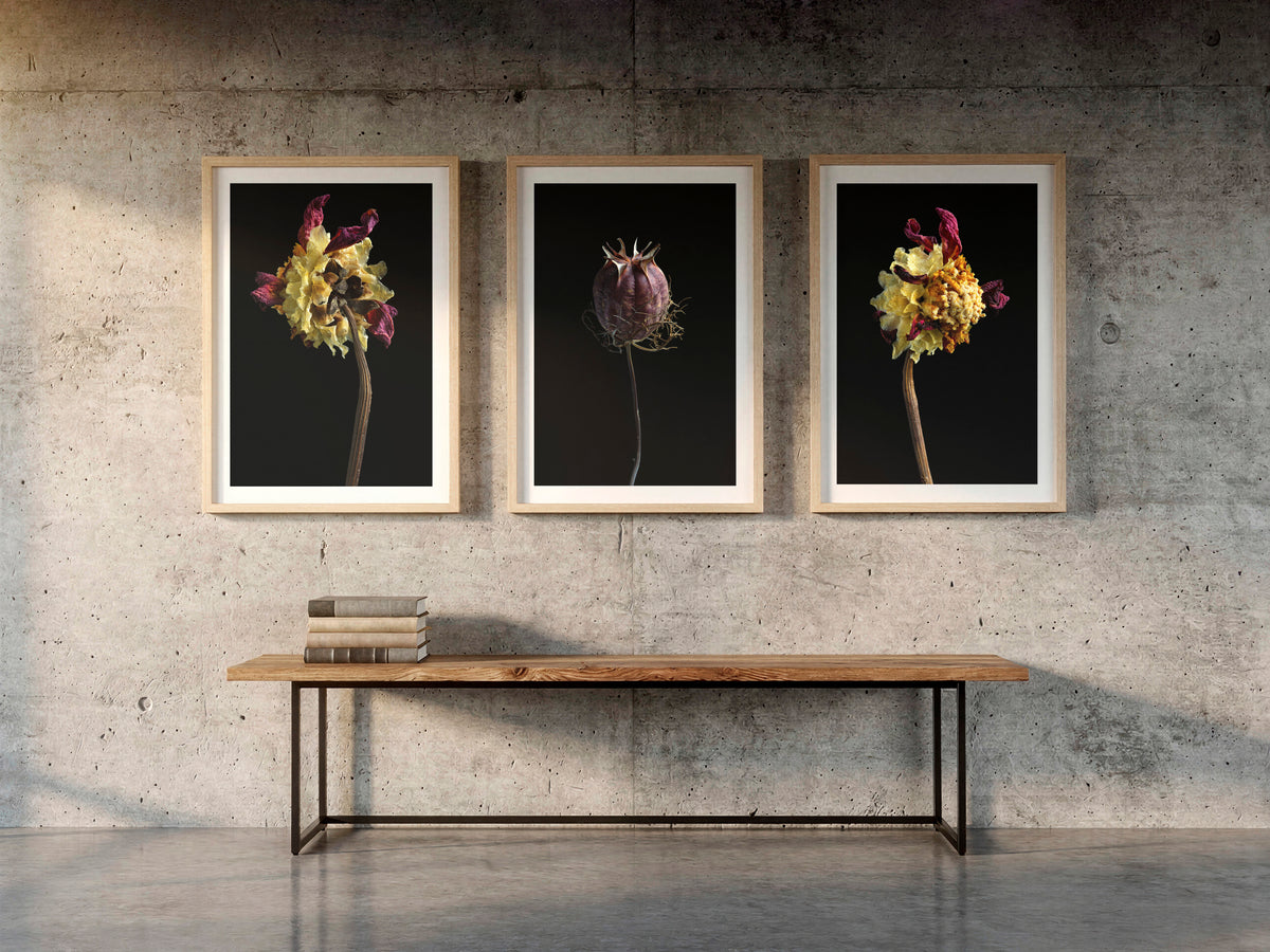 Trois tirages Macro Life présentés ensemble au mur, à titre d'illustration d'un accrochage en galerie. De gauche à droite: Macro Life 1, un dahlia séché cramoisi profond et jaune crème; Macro Life 7, une capsule de graines séchée d'un pourpre lie-de-vin profond, cerclée d'une couronne de fines épines; et Macro Life 2, un dahlia séché au cœur jaune moutarde éclaté. Les cadres ne sont pas inclus à l'achat.